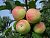 Яблоня домашняя 'Строевское' (Malus domestica 'Строевское')