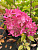 Гортензия метельчатая 'Самарская Лидия' (Hydrangea paniculata 'Самарская Лидия')