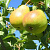 Груша обыкновенная 'Кафедральная' (Pyrus communis 'Кафедральная')