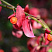 beresklet-krylatyj-euonymus-alatus-plody.jpg