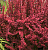 Барбарис Тунберга 'Ред Рокет' (Berberis thunbergii 'Red Rocket')