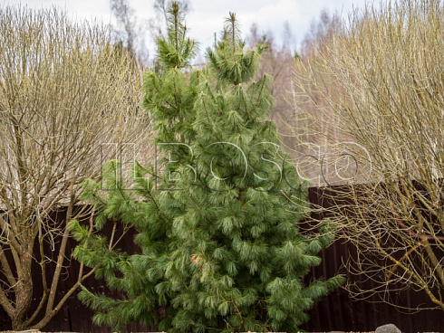 sosna-kedrovaya-sibirskaya-pinus-cembra-sibirica-derevo.jpg