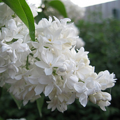 Сирень обыкновенная 'Сувенир Алисы Хардинг' (Syringa vulgaris 'Souvenir d'Alice Harding')