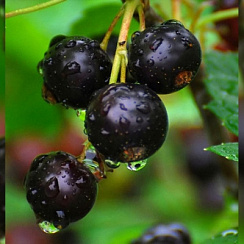 Смородина черная  'Руслан' (Ribes nigrum  'Руслан')