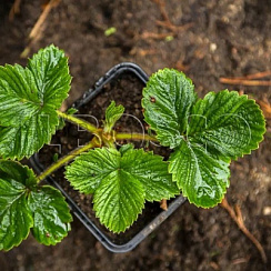 Земляника садовая 'Мальвина' (Fragaria ananassa 'Мальвина')