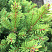 el-obyknovennaya-remontii-picea-abies-remontii-vetv