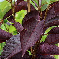Черемуха виргинская 'Канада Ред' (Prunus virginiana 'Canada Red')