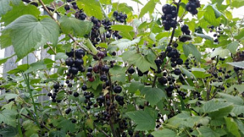 Смородина черная 'Добрыня' (Ribes nigrum 'Добрыня')