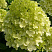 gortenziya-metelchataya-lajmlajt-hydrangea-paniculata-limelight-cvety.jpg