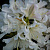 Рододендрон 'Каннингемс Уайт' (Rhododendron 'Cunningham White')