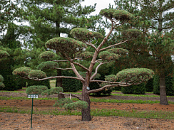 Сосна обыкновенная 'Бонсай' (Pinus sylvestris Bonsai)