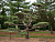 Сосна обыкновенная 'Бонсай' (Pinus sylvestris Bonsai)