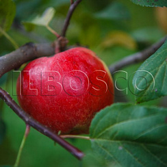 Яблоня домашняя 'Веньяминовское' (Malus domestica 'Веньяминовское')