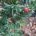 tiss-srednij-hiksi-taxus-media-hicksii-plody