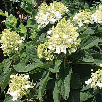 Гортензия метельчатая 'Бэби Лейс' (Hydrangea paniculata 'Baby lace')