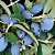 Жимолость съедобная 'Бореал Близзард' (Lonicera edulis 'Boreal Blizzard')