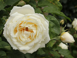 Роза 'Таксандрия' (Rose 'Taxandria')