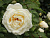 Роза 'Таксандрия' (Rose 'Taxandria')