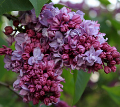 Сирень обыкновенная 'П.П. Кончаловский' (Syringa vulgaris 'П.П. Кончаловский')